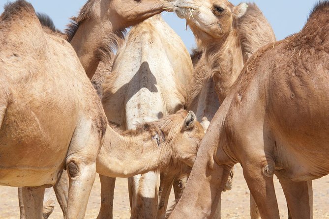 Private Tour : Al Ain City Sightseeing With Lunch From Dubai - Cancellation Policy