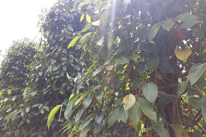 Private Tour Around Phu Quoc Island - The Sum Up