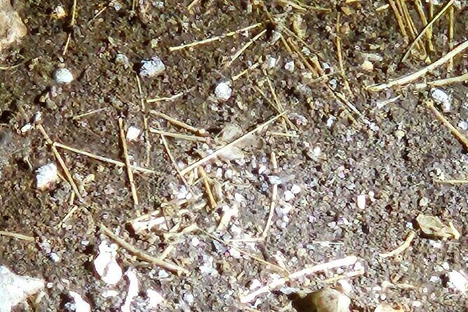 Private Tour at Naracoorte Caves - Transportation and Logistical Details