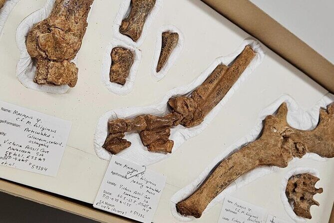 Private Tour at Naracoorte Caves - Practical FAQs