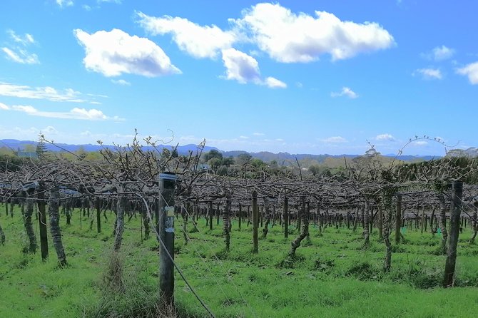 Private Tour: Bay of Islands Tour With Wine Tasting - Pricing and Terms