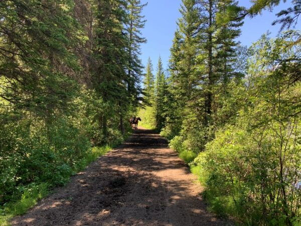 Private Tour - Best of Banff National Park - Accessibility Considerations