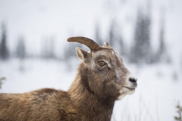 Private Tour - Best of Canmore / Kananaskis - Pickup Locations and Customization
