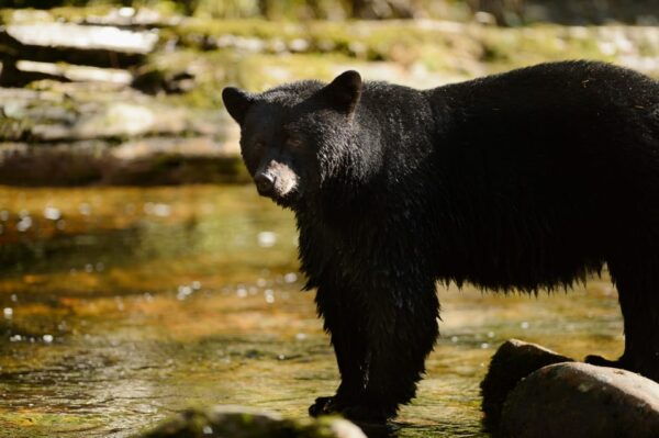 Private Tour - Best of Canmore / Kananaskis - Hiking Opportunities