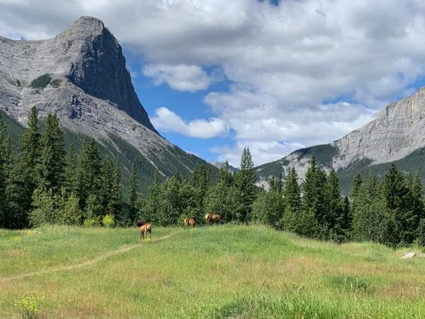 Private Tour - Best of Canmore / Kananaskis - Frequently Asked Questions