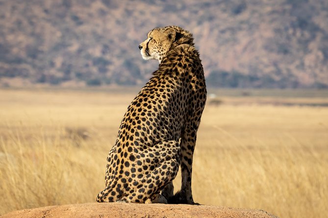 Private Tour: Big 5 Inverdoorn Private Game Reserve & Wine Tasting - Tour Highlights