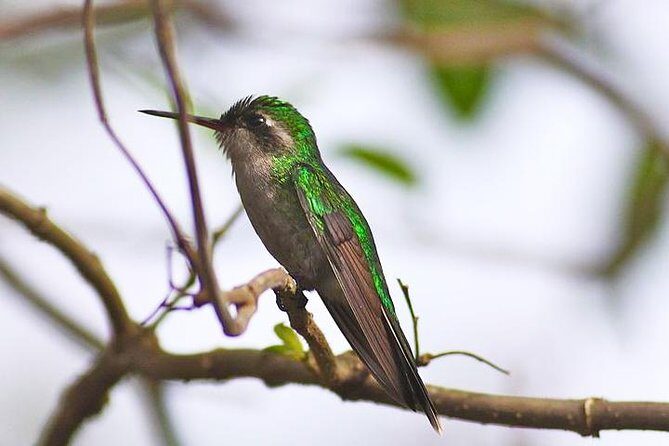 Private Tour: Birdwatching Cozumel Island - Introducing the Private Birdwatching Tour in Cozumel