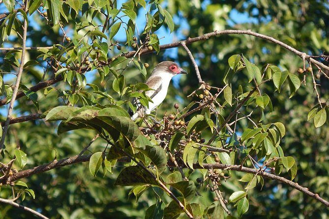 Private Tour: Birdwatching Cozumel Island - FAQs about the Cozumel Birdwatching Tour