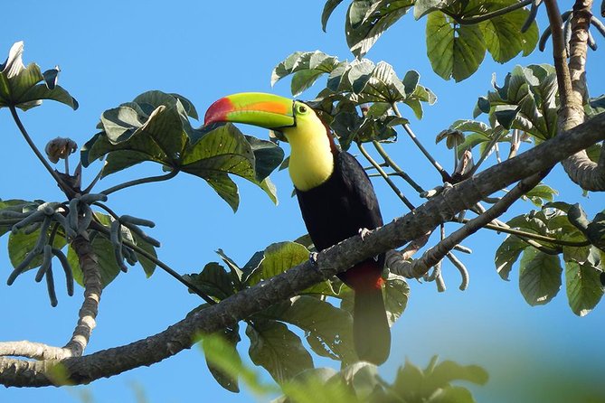 Private Tour: Birdwatching From Cancun - The Sum Up