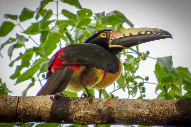 Private Tour: Birdwatching Playa Del Carmen - What to Expect