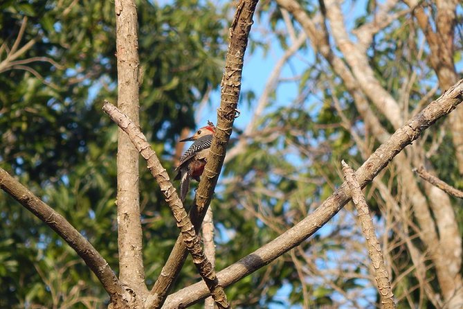 Private Tour: Birdwatching Playa Del Carmen - Additional Information