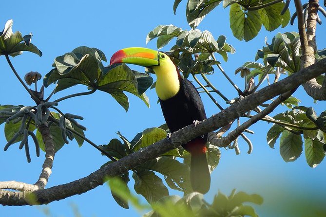 Private Tour: Birdwatching Playa Del Carmen - Reviews