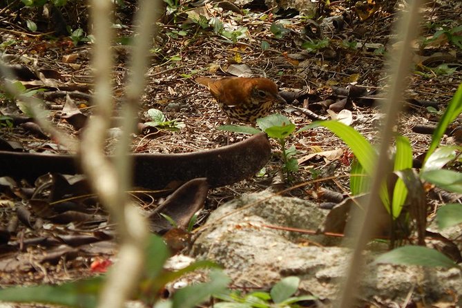 Private Tour: Birdwatching Playa Del Carmen - Directions