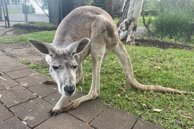 Private Tour: Blue Mountains Day Trip From Sydney - Common Questions