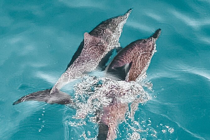 Private Tour by Luxury Boat on Boka Bay (Montenegro) - What to Expect