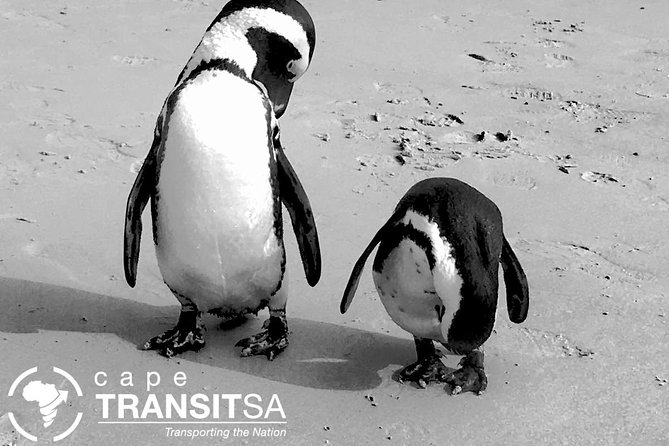 Private Tour Cape of Good Hope and Cape Point From Cape Town - Tour Highlights