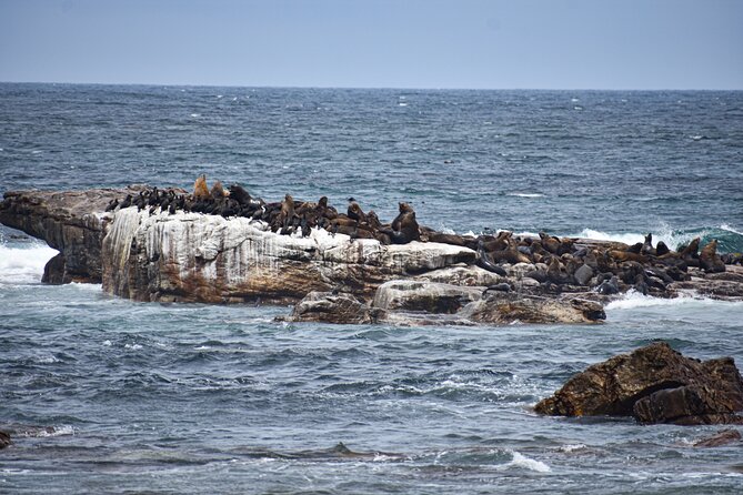 Private Tour: Cape of Good Hope & Boulders Beach Penguin Colony - Tour Overview