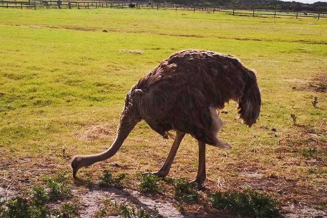 Private Tour: Cape of Good Hope Cape Point Penguins Kirstenbosch - Additional Information
