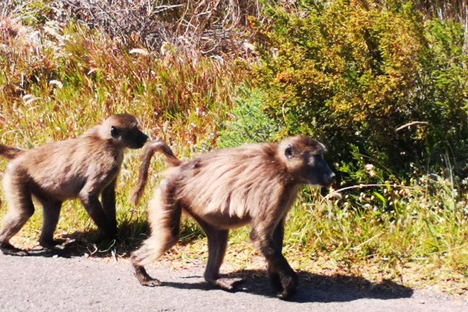 Private Tour: Cape of Good Hope Cape Point Penguins Kirstenbosch - Common Questions
