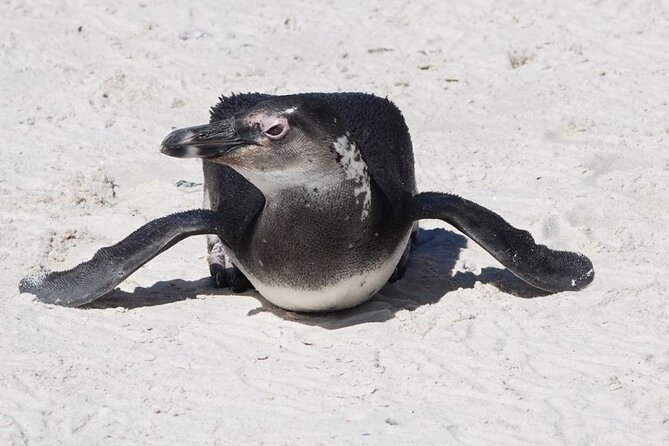 Private Tour Cape of Good Hope With Penguins - Traveler Photos and Reviews