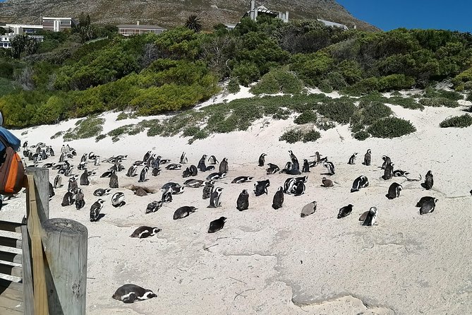 Private Tour - Cape Peninsula - Tour Highlights