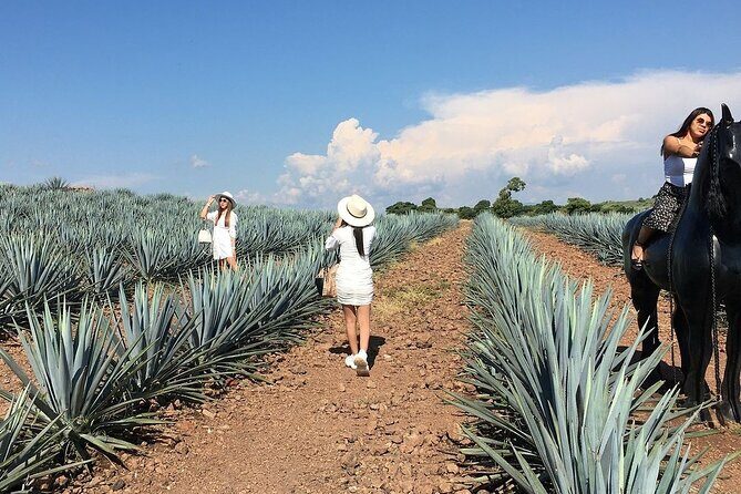 Private Tour Cascahuin Distillery and visit to Tequila - Practical Details: Transportation, Duration, and Cost