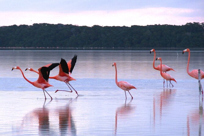 Private Tour: Celestun Biosphere Reserve by Yucatan Concierge - Cancellation Policy and Pricing