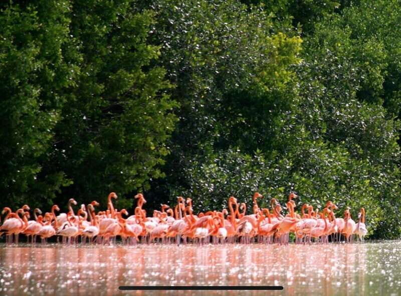 Private Tour Celestun Flamingo Watching and Beach - A Deep Dive into the Celestún Experience