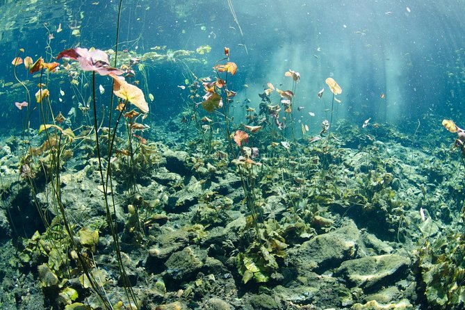 Private Tour Cenote Taak Bi Ha and Nicte Ha From Tulum Hotels - Background