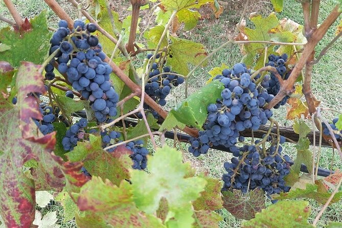 PRIVATE TOUR: Chianti Afternoon TOUR With Visit to 2 Wine Farms - Reviews