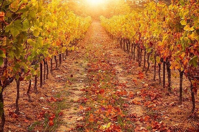 Private Tour: Chianti Winery, Montefioralle, and Greve in Chianti - Reviews