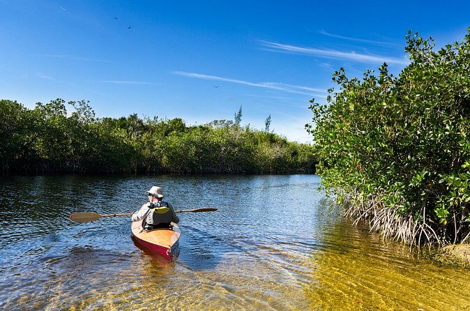 Private Tour Clear Bottom Kayak Mangrove - What to Expect From the Experience