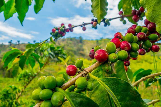 Private Tour - Coffee Tour (Cultivations) - The Sum Up