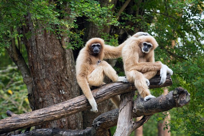 Private Tour: Cu Chi Tunnels and Cao Dai Temple - Tour Highlights