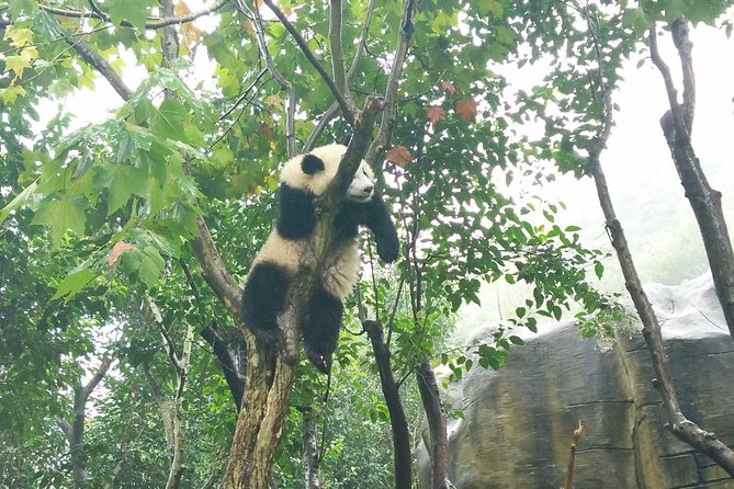 Private Tour: Customize Your Perfect Day in Chengdu - Booking and Pickup Information