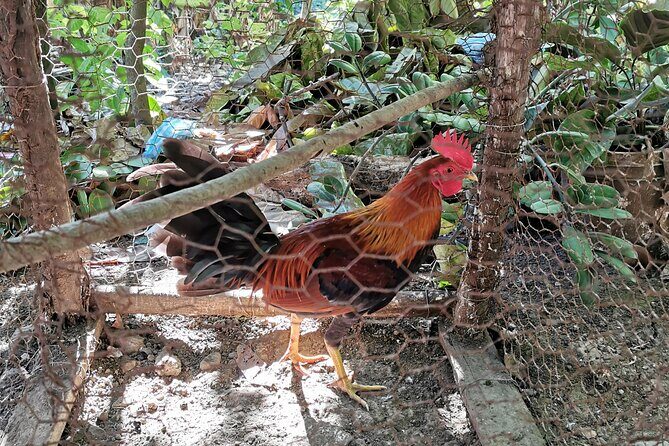 Private Tour Damajagua Waterfalls and Dominican Flavours - Final Thoughts: Is It Worth It?