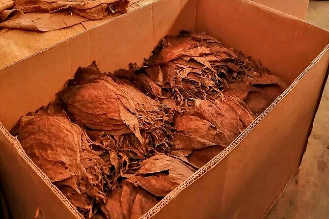 Private Tour Damajagua Waterfalls and Dominican Flavours - FAQ