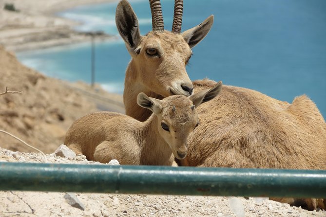 Private Tour: Dead Sea and Masada - Customer Reviews