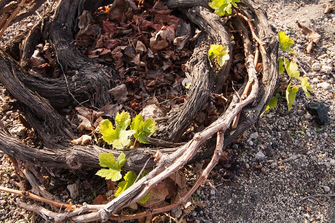 Private Tour: Discover South of Santorini - Reviews