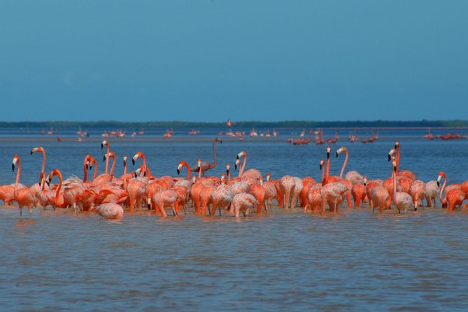Private Tour: Ek Balam, Pink Flamingos Sanctuary and Tequila Tasting Factory - Booking and Convenience