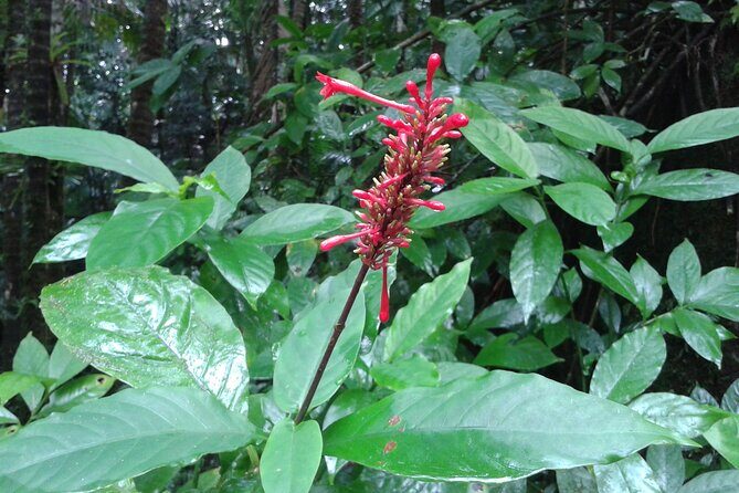 Private Tour El Yunque Rainforest swimming waterfall - Final Thoughts
