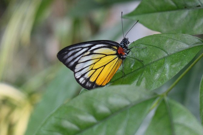 Private Tour : Explore The Best of Animal Attractions in Kuala Lumpur - The Sum Up