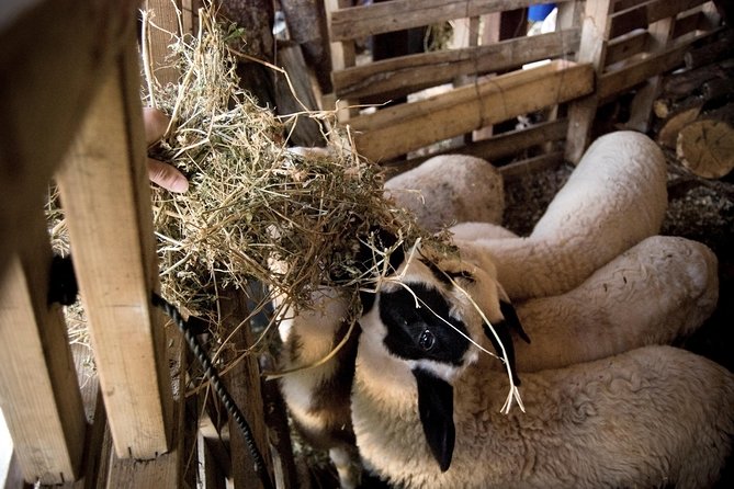 Private Tour: Exploring Chania and Its Villages - Common Questions