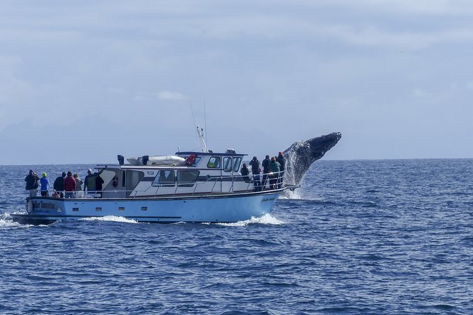 Private Tour Fee to See Whales and Dolphins - Cancellation Policy and Refunds