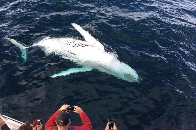 Private Tour Fee to See Whales and Dolphins - Traveler Photos