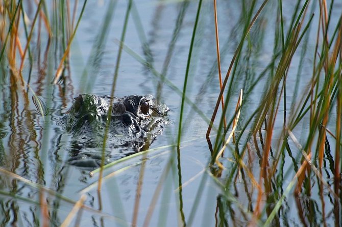 Private Tour: Florida Everglades Airboat Ride and Wildlife Adventure - Pricing and Booking