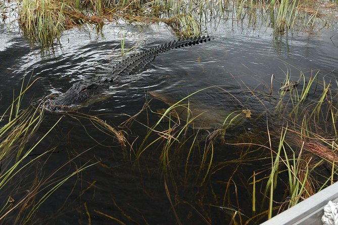 Private Tour: Florida Everglades Airboat Ride and Wildlife Adventure - The Sum Up