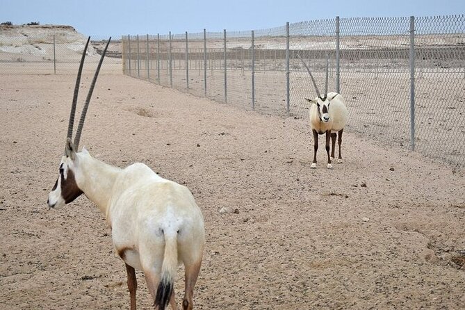 Private Tour for Western Wonders in Qatar West Coast - Common Questions