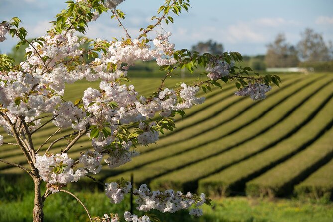 Private Tour From Auckland - Waitomo Glowworm Caves, Zealong Tea & Kiwi Bird - Overview and Activities