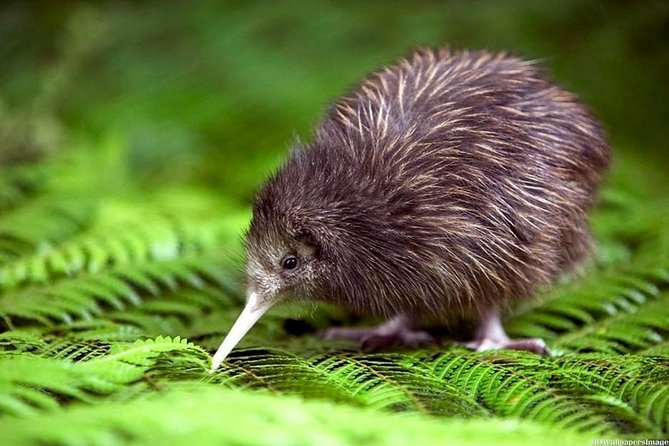 Private Tour From Auckland - Waitomo Glowworm Caves, Zealong Tea & Kiwi Bird - Meeting and Pickup